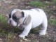  A donner  un Joli petit mec caille de race Bouledogue fran&ccedil;ais