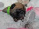 Chiots Bouledogue fran&ccedil;ais