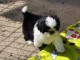 Chiot Shih Tzu femelle &agrave; donner