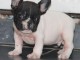 Chiot bouledogue francais m&acirc;le a donner