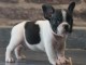 Chiot bouledogue francais m&acirc;le a donner