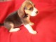 Magnifique chiot beagle femelle &agrave; donner