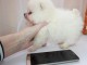 A DONNER chiot type bichon maltais femelle non lof