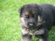 Chiot berger allemand femelle poil long lof