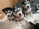 Chiot husky sib&eacute;rien &agrave; donner contre de bon soin