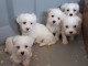 Bichon maltais disponible
