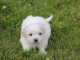 Magnifique chiot coton de Tul&eacute;ar femelle (appel&eacute; blanche)