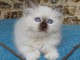 Magnifique chaton sacr&eacute; de Birmanie&nbsp; &agrave; adopter