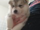 Chiots husky sib&eacute;riens 