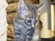 chaton europ&eacute;en trois mois