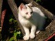 chaton europ&eacute;en trois mois