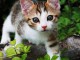 chaton europ&eacute;en trois mois