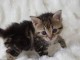 chaton europ&eacute;en trois mois