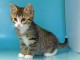 chaton europ&eacute;en trois mois