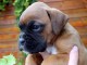 Chiot Boxer femelle et m&acirc;le a donner