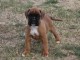 Chiot Boxer femelle et m&acirc;le a donner