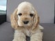Chiots American Cocker Spaniel superbe port&eacute;e de 3 bb