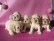 Chiots American Cocker Spaniel superbe port&eacute;e de 3 bb
