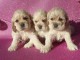 Chiots American Cocker Spaniel superbe port&eacute;e de 3 bb