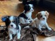 Chiots Cavalier King Charles &agrave; adopter en France 