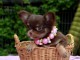 Donner chiot b&eacute;b&eacute;s chihuahua femelle