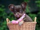 Donner chiot b&eacute;b&eacute;s chihuahua femelle