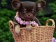Donner chiot b&eacute;b&eacute;s chihuahua femelle