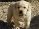 Magnifiques chiots labradors lof &agrave; donner