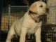 Magnifiques chiots labradors lof &agrave; donner