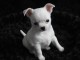 Chiot femelle chihuahua blanche cr&egrave;me &agrave; donner