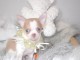 Chiot femelle chihuahua blanche cr&egrave;me &agrave; donner