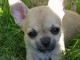Chiot femelle chihuahua blanche cr&egrave;me &agrave; donner