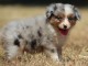 Adoption Chiot berger australien femelle bleu merl&eacute;