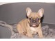Magnifique  chiots bouledogue fran&ccedil;ais
