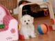 Chiot B&eacute;b&eacute; bichon fris&eacute; femelle &agrave; donner non lof Pour Noel