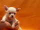 Magnifique chiot Chihuahua m&acirc;le &agrave; donner Pour Noel