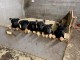 Chiots Type Berger Allemand pour No&euml;l