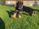 Chiots Type Berger Allemand pour No&euml;l