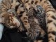 Chatons : Type Bengal pour No&euml;l