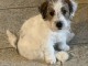 Disponible magnifique chiot JACK RUSSEL TERRIER LOF