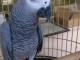 Perroquet :Type Gris Gabon pour No&euml;l Disponible