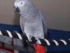 Perroquet :Type Gris Gabon pour No&euml;l Disponible