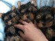 Chiots Yorkshire terrier &agrave; donner contre bon soin MP