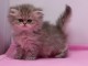 Magnifique chaton persan chinchilla&nbsp; &agrave; adopter