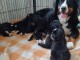 Port&eacute;e Chiots Bouvier bernois  2 m&acirc;les - 5 femelles