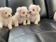 Tr&egrave;s beaux Bichons maltais &agrave; adopter.