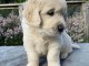 Magnifiques chiots Golden Retriever &agrave; donner.