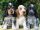  Superbes Chiots Cocker Spaniel Anglais Pure Race