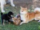  Magnifiques Chiots Shiba Inu Pure Race 