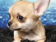 Port&eacute;e Chiots Chihuahua m&acirc;les - 5 femelles